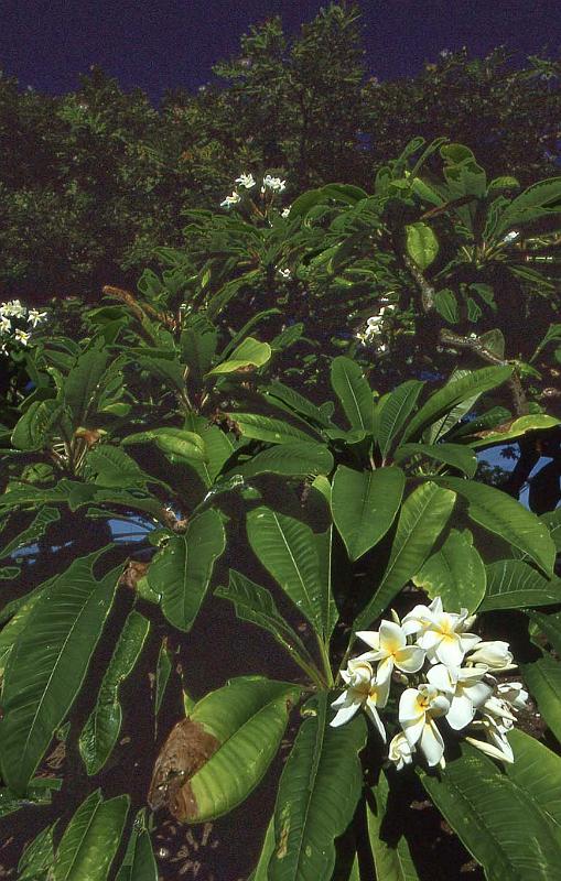 WT 0037 T05-22 Hawaii.jpg